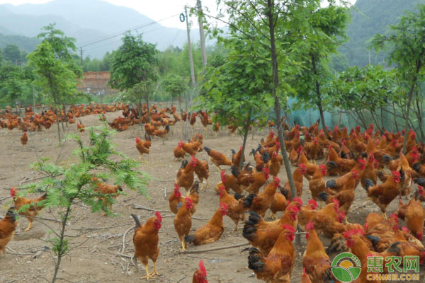 小雞運(yùn)輸時(shí)、破殼后、出生后飼料管理措施